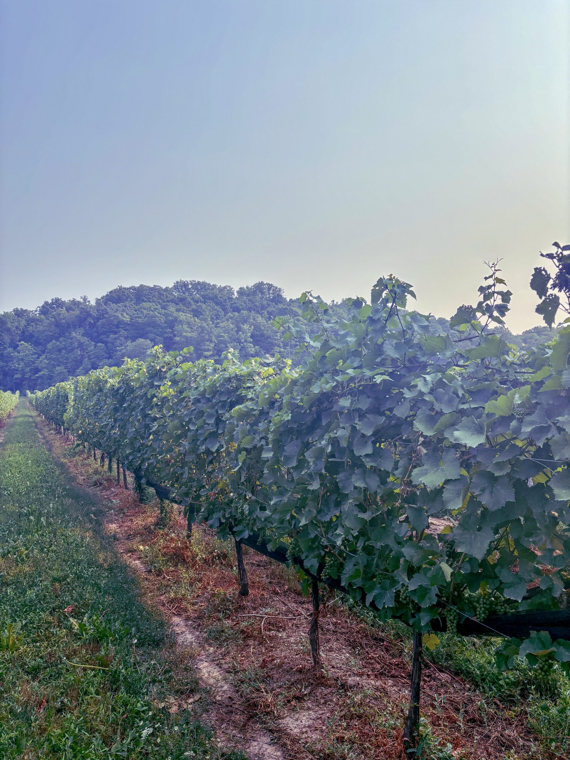 Guide to wine tasting in the Niagara Benchlands