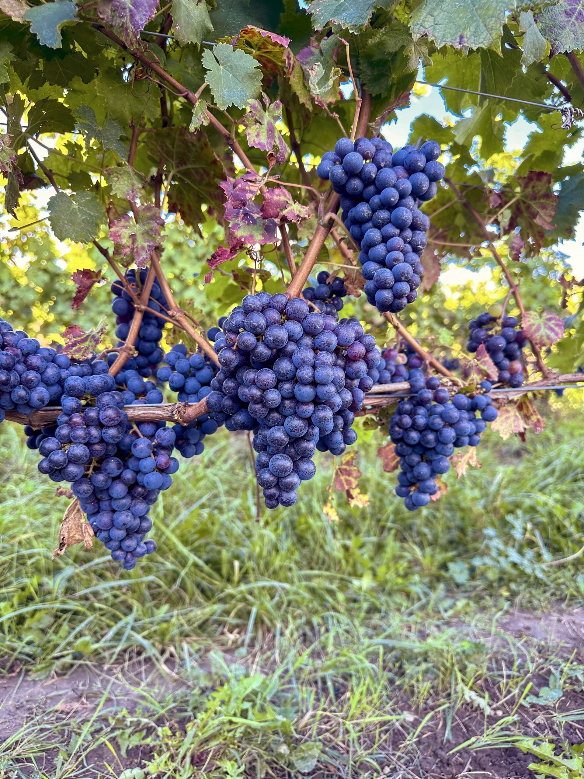 Guide to wine tasting in Niagara-on-the-Lake